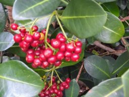 Psychotria capensis subsp. capensis hanging fruit clusters